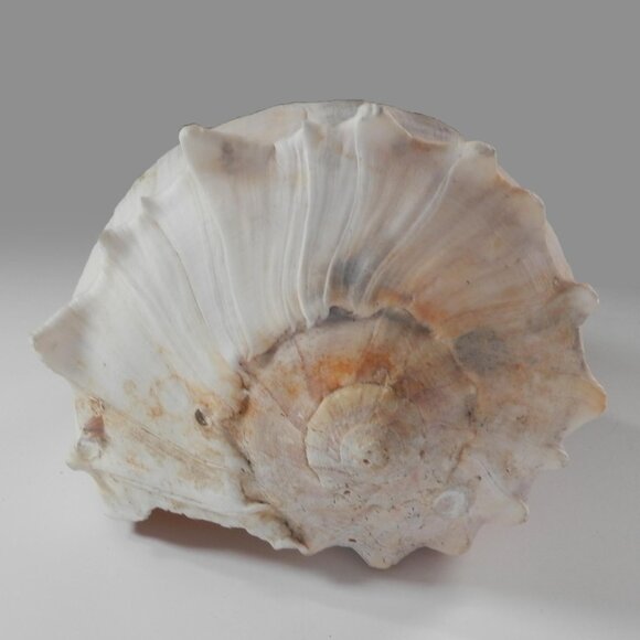 9.5" White Lightning Whelk Seashell Large Shell Ocean Swirl Point Craft Beach - Picture 9 of 12